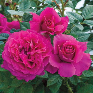 New  For 2016 Downton Abbey Rose 