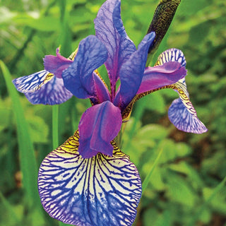 Shakers Prayer Siberian Iris