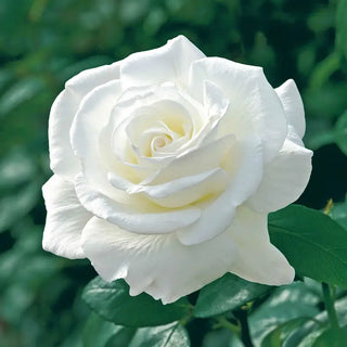 Sugar Moon Hybrid Tea Rose