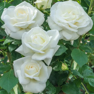 Sugar Moon Hybrid Tea Rose