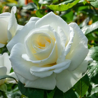 Sugar Moon Hybrid Tea Rose