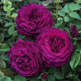 Twilight Zone Grandiflora Rose