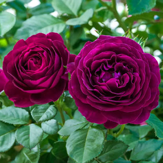 Twilight Zone Grandiflora Rose