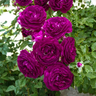 Twilight Zone Grandiflora Rose