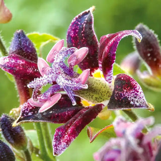 Raspberry Mousse Toad Lily