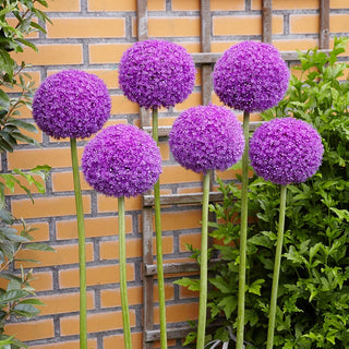 Allium Giganteum