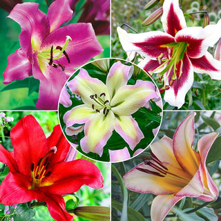 Spotlight Lily Tree Collection 60457