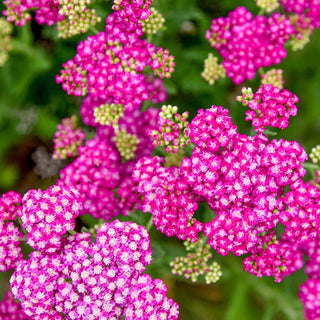 Firefly Fuchsia Yarrow