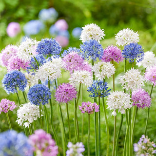 Pastel Pompoms Allium Mixture