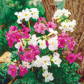 Flowering Fern Mixture