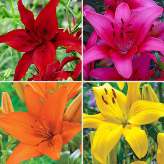 Bens Asiatic Lily Collection