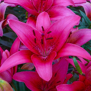 Bens Asiatic Lily Collection