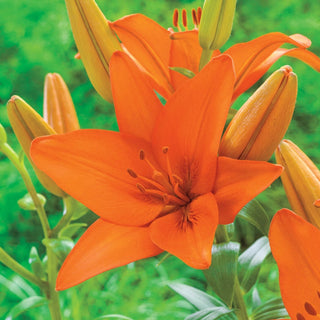 Bens Asiatic Lily Collection