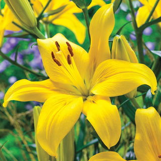 Bens Asiatic Lily Collection