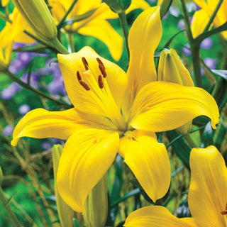 Yellow County Lily