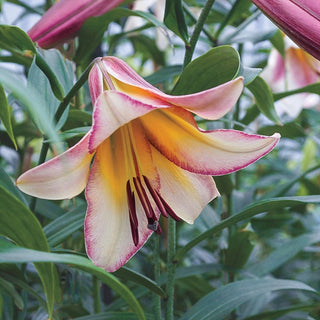 Beijing Moon Lily Tree