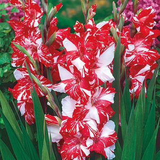 Zizane Gladiolus