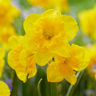 Yellow Parrot Daffodil