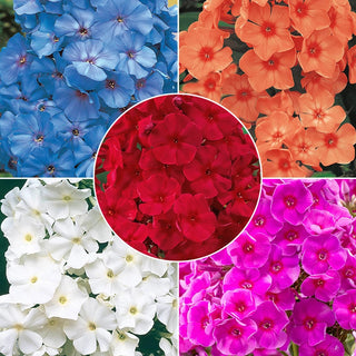 Crayon Box Phlox Collection