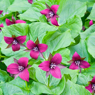 Purple Trillium