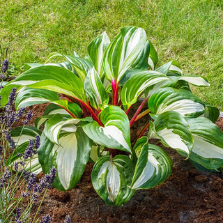 Raspberry Sundae Hosta