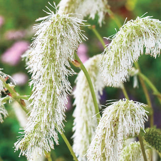 White Japanese Bottlebrush