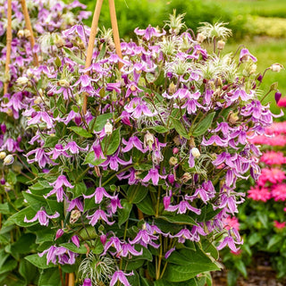 Stand By Me Pink Bush Clematis