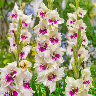 Amber Mystique Gladiolus