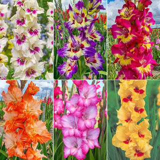 Festival of Colors Gladiolus Collection