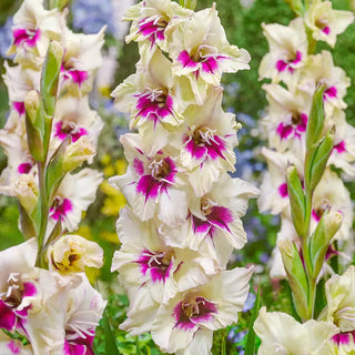 Festival of Colors Gladiolus Collection