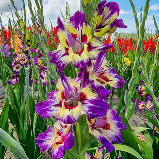 Festival of Colors Gladiolus Collection