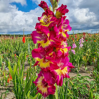 Festival of Colors Gladiolus Collection