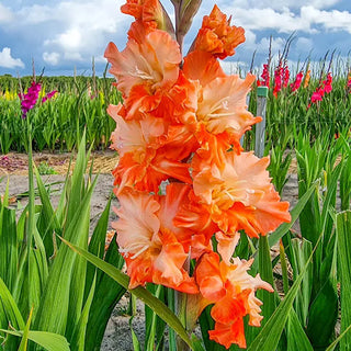 Festival of Colors Gladiolus Collection