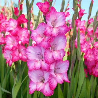 Festival of Colors Gladiolus Collection