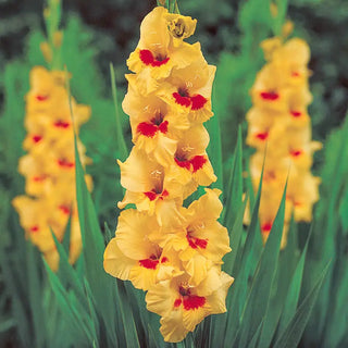 Festival of Colors Gladiolus Collection