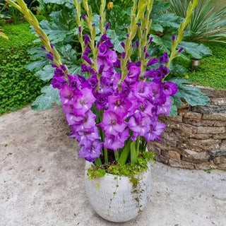 Half-Height Gladiolus Collection