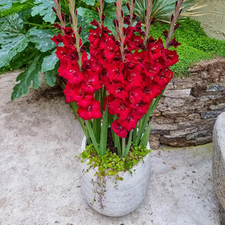 Half-Height Gladiolus Collection