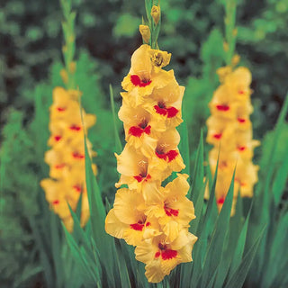 Jester Gladiolus