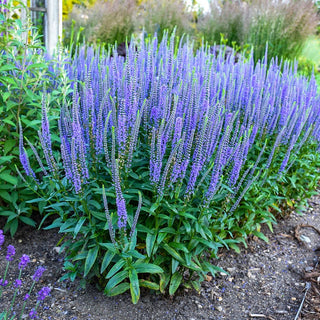 Blue Skywalker Spike Speedwell