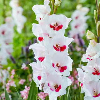 Fiorentina Gladiolus