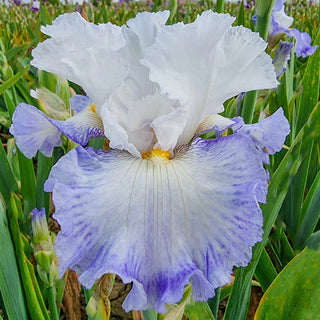 Autumn Breeze Reblooming Iris Bearded