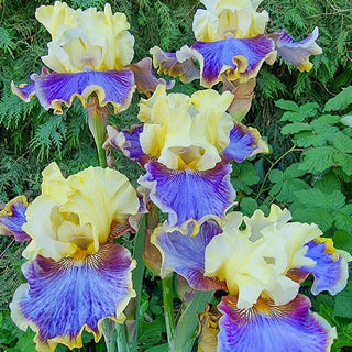 Coos Bay Iris Bearded