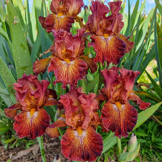 Dash Of Spice Iris Bearded