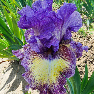 Foolish Dreamer Iris Bearded