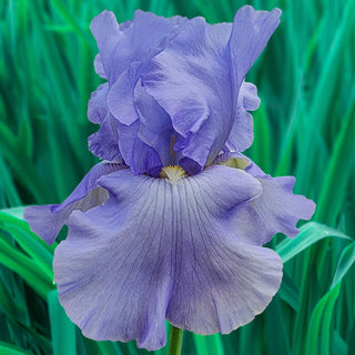 Renascent Reblooming Iris Bearded