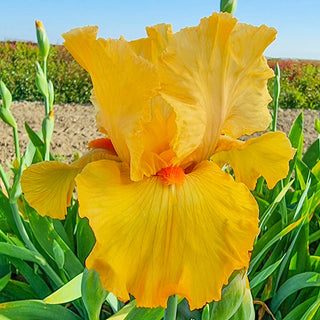 Tangerine Pop Iris Bearded