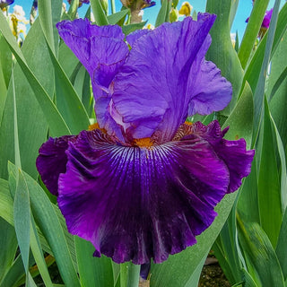 Transgalactic Iris Bearded