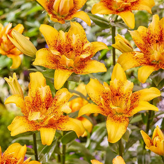 Double Nugget Lily