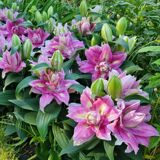 Foxy Star Double Oriental Carpet Border Lily™