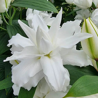 White Tornado Lily